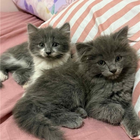 Maru and Kazu