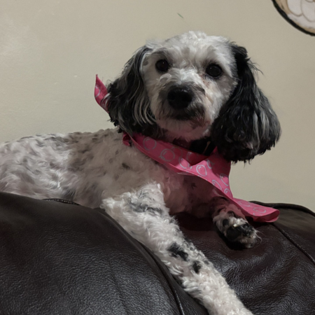 Poppy